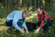 Kaksi miestä on kyyristynyt poimimaan sieniä metsässä.